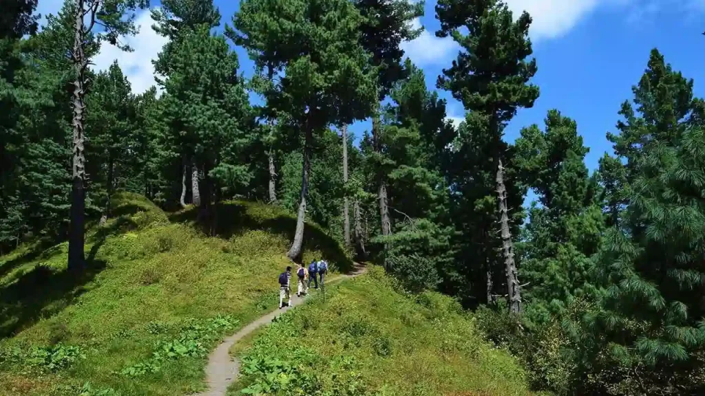 Miranjani hiking track along with tall pine trees