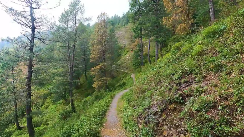 Nathia Gali to Miranjani track, along with tall trees