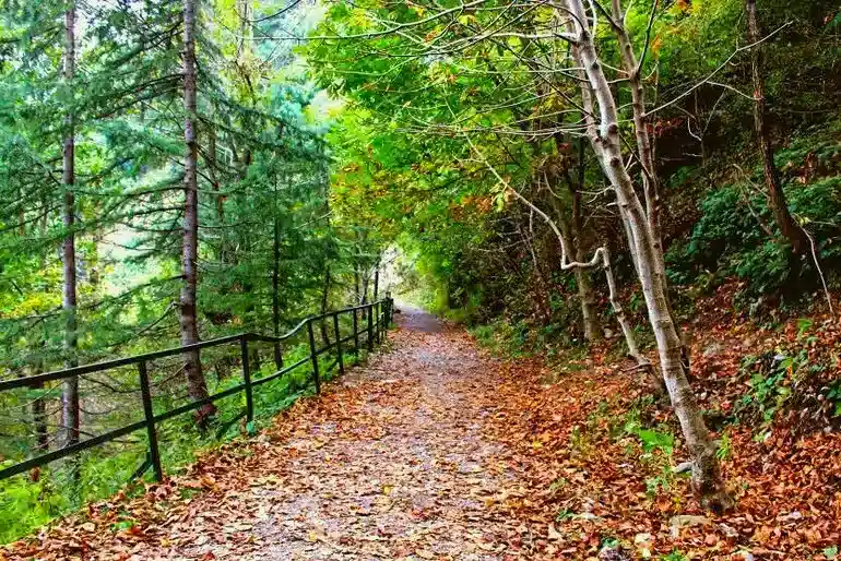 Pipeline track in Ayubia National Park in the Galiat region