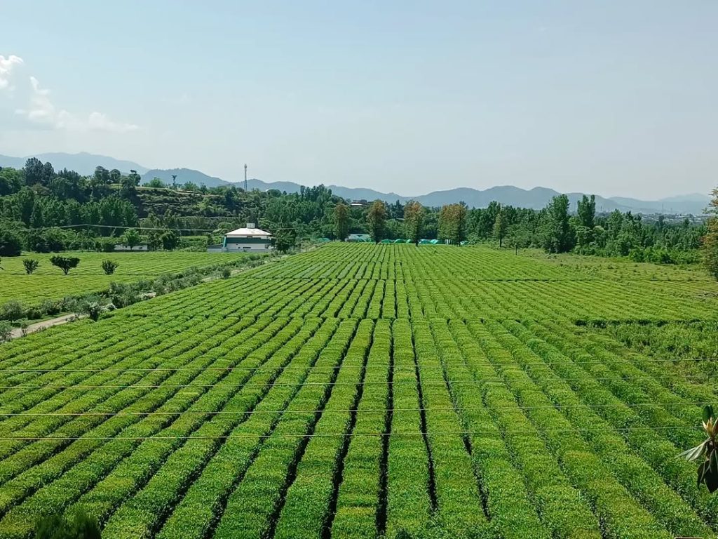 pakistans-first-famous-shinkiari-tea-garden