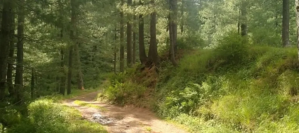 Geah Forest Bara Gali Track